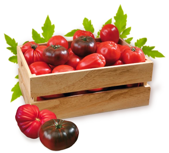 caisse tomate